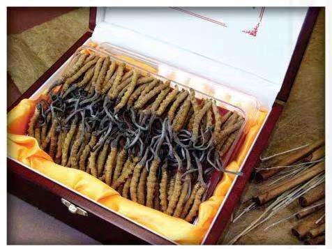 三更罗镇冬虫夏草回收